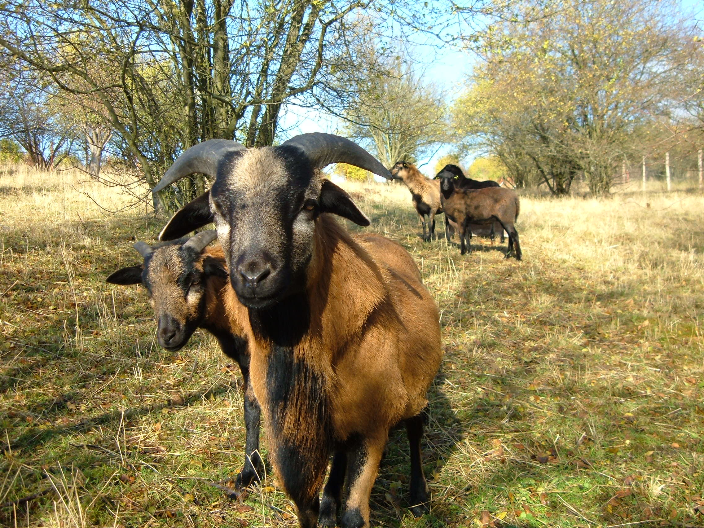 Die ersten Schafe im Obstgarten am Bauhof