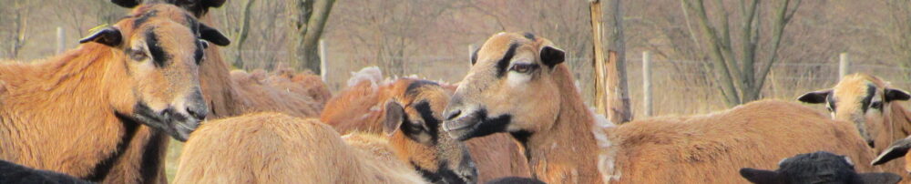 Lammsaison in der Schafherde