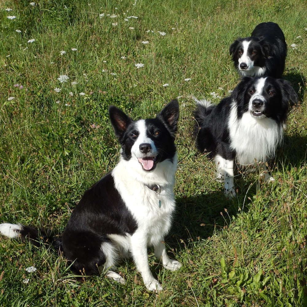 Lea, Chewy und Jakob