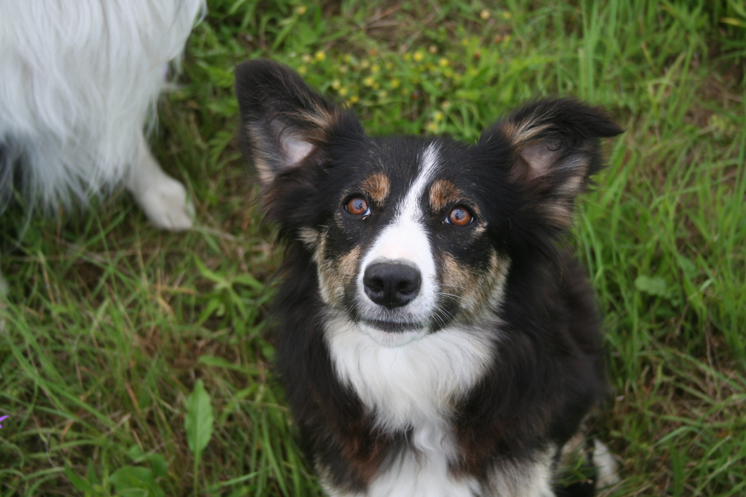 Border Collie Maggy